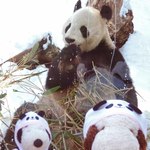 上野動物園 バードソング - やった～！ リーリーと一緒に記念撮影～リーリーはキリっとしたとてもいいお顔のパンダさんでした。ちびつぬ「イケパンさんね～♪」 