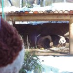 上野動物園 バードソング - 帰りがけにもう一度パンダ飼育エリア前を通りかかると、お父さんパンダ・リーリーがすやすやと気持ちよさそうに眠っていました。ちびつぬ「パンダさん、バイバ～イ」シャンシャンの抽選での観覧は1月いっぱいで終わって、2月からは先着順に変更になっています。上野動物園にまた来たいな～♪