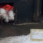 とんとん農場レストラン - 