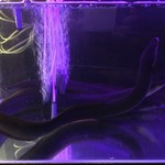 にょろ助 瓢六亭 - タスマニアン・ジャポニカ