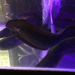 にょろ助 瓢六亭 - タスマニアン・ジャポニカ