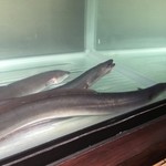 にょろ助 瓢六亭 - 浜名湖産天然うなぎ