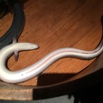 にょろ助 瓢六亭 - 一色産うなぎ