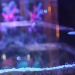 BLUE FISH AQUARIUM - 