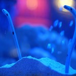 BLUE FISH AQUARIUM - 