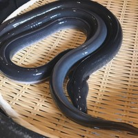 入谷鬼子母神門前のだや - 