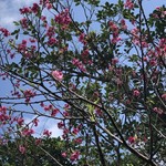 夢の舎 - 2018年01月30日  桜が咲いてました。