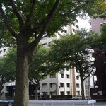 フレンチレストラン・プレジール - 窓景色-青葉通り＠Plaisir◎2008/9