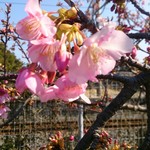 らかん寿し 松月 - 保田駅の頼朝桜♪