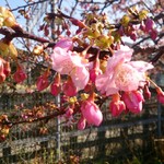 らかん寿し 松月 - 保田駅の頼朝桜♪春近し