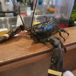 モンプチコションローズ - 30年2月　活きオマール