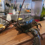 モンプチコションローズ - 30年2月　活きオマール