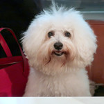 アネア　カフェ - アネアはワン Welcome!!