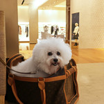 アネア　カフェ - Happy Birthday, Mom