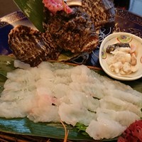 割烹 かじ 本店 - オコゼの刺身