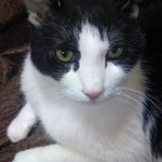 以前に寿司屋の店長にもらった小鉄