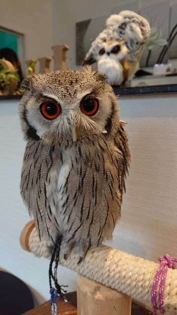 お別れの場にフクロウがいる風景 By 又五郎 フクロウカフェ Fukurou Cafe 森下 その他 食べログ