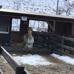 里山カフェ いちばん星 - 