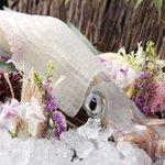 博多 表邸 - 料理写真:生簀より取り出される新鮮な呼子直送活烏賊