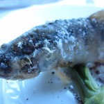 サーラ アマービレ - ヤマメと山菜　スマックとヴァージンオイルＵＰ（11.5月）