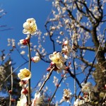 Ikkyuuan - 神代植物公園の梅は咲き始め