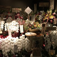 はっこく - 