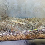炭焼うなぎ 加茂 - 天ぷら用の海老の生け簀？2012年6月時点では海老はいませんでした。
