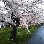 長久堂 - 平成29年４月撮影の桜。下鴨～松ヶ崎