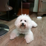 Rue Favart -  RF 階段ファンクラブ会長