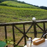 ココ・ファーム・カフェ - テラス席より葡萄畑をのぞむ。この雰囲気は素晴らしい！