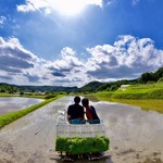 炭火焼肉　ひよりや - 毎年田植えを手伝ってます
