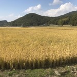 炭火焼肉　ひよりや - 待ちに待った収穫です！