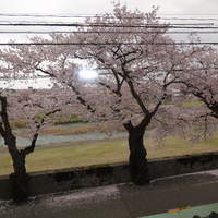 穂濤 - ２階大広間の窓一面に見える満開の桜