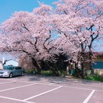 Kisaragi - 店の前には、桜が満開になります。