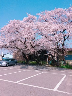 Kisaragi - 店の前には、桜が満開になります。