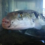 ひろもと - 私を食べないで！？