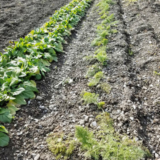 自家栽培の有機野菜とハーブ