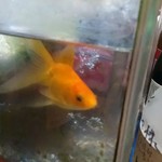 いのっ八 - 癒される～ぅ