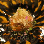 虎白 - お造り：金目鯛の炙り