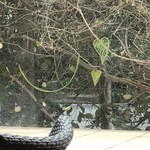 ローストチキンクラブ ファイティング クック - ガラスにはニコちゃんが。♡付き