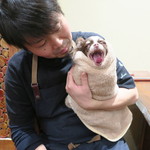 傳 - 愛犬プチJr.1