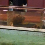 活魚料理　魚専 - 内観