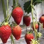 こうちく男爵いちご園 - 