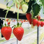 こうちく男爵いちご園 - 