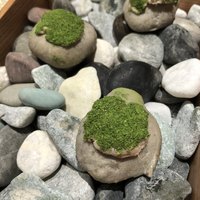 ルカンケ - 