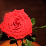 バー ル・サロン - 店内の一輪のバラ