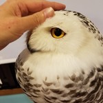フクロウカフェ スイートアウル - シロフクロウのシラユリ♪