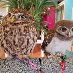 フクロウカフェ スイートアウル - コキンメとインドコキンメの可愛い２ショット！