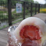 ベンテンドー - 苺大福くり～み～