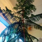 ペタニコーヒー - 